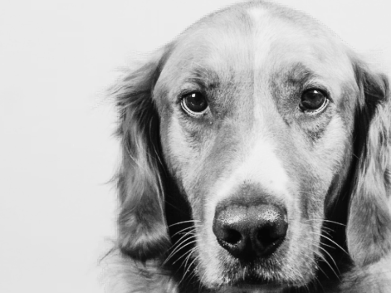 Conditioned Fear in the Digital&nbsp;Fireground