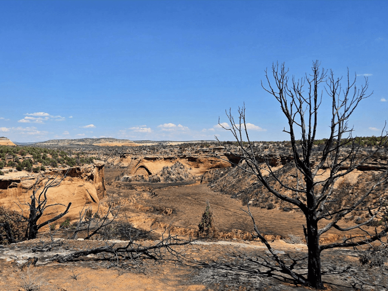 Fourth Firefighter Dies from Injuries in Colorado Wildfire&nbsp;Burnover